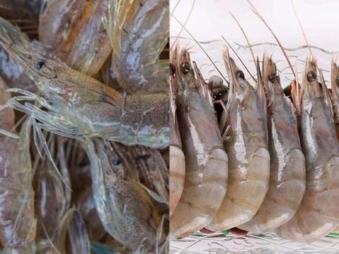 海虾养殖爆料怎么做的视频,视频揭秘养殖全过程